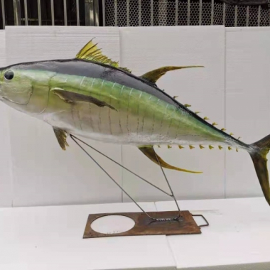 金枪鱼标本