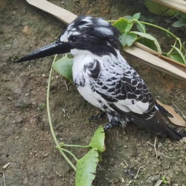 仿真斑鱼狗
