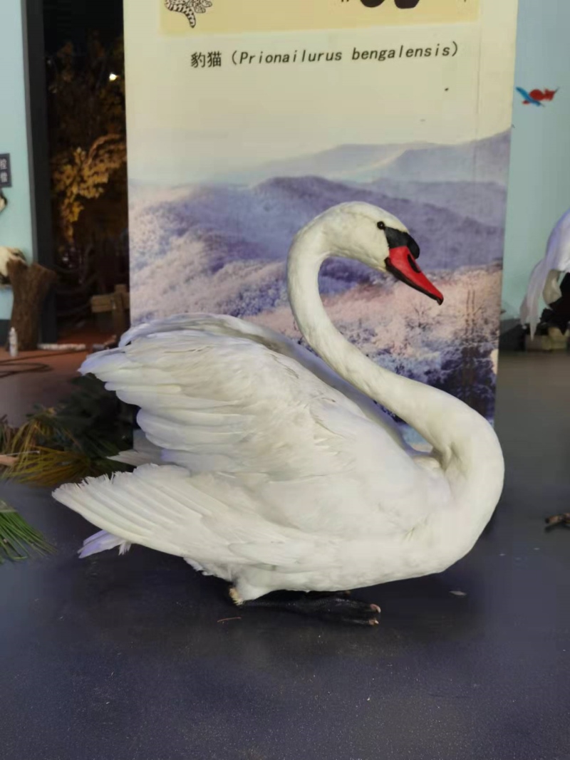 仿真疣鼻天鹅